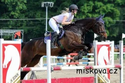 Klisna do sportu, 9 let