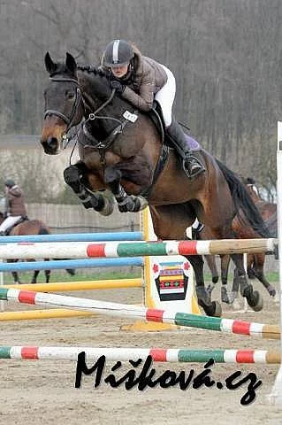 Klisna do sportu, 9 let