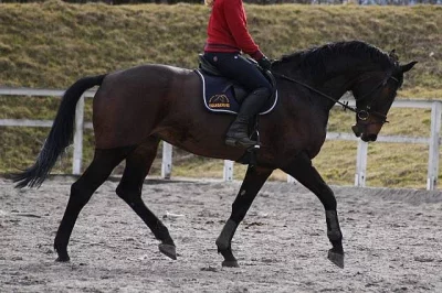 Klisna do sportu, 9 let