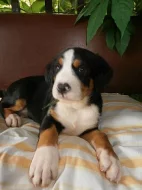 Velký Švýcarský salašnický pes