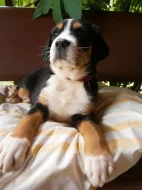 Velký Švýcarský salašnický pes