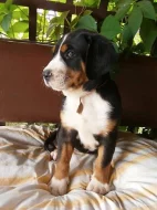 Velký Švýcarský salašnický pes