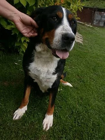 Velký Švýcarský salašnický pes