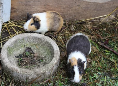 Morčátka na prodej