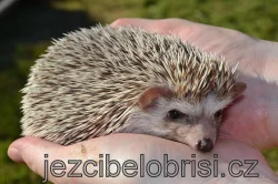 KRÁSNÁ MLÁĎATA JEŽKŮ BĚLOBŘICHÝCH