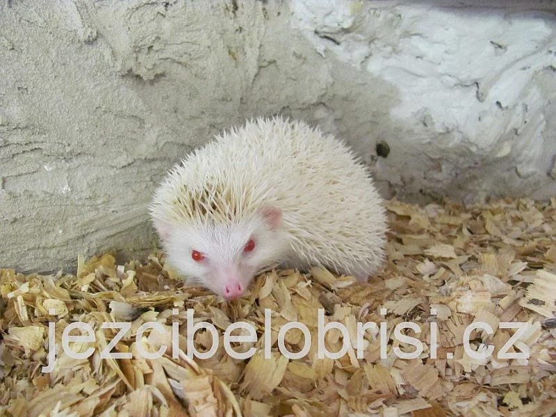 KRÁSNÁ MLÁĎATA JEŽKŮ BĚLOBŘICHÝCH