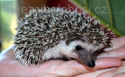 KRÁSNÁ MLÁĎATA JEŽKŮ BĚLOBŘICHÝCH
