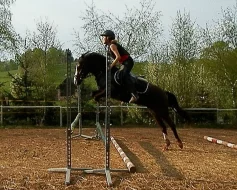 Pony klisna do sportu