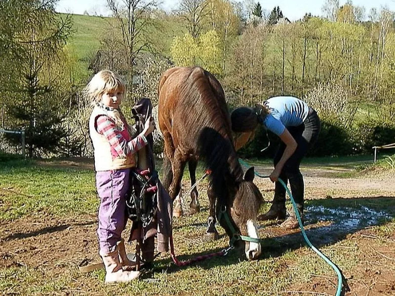 Pony klisna do sportu