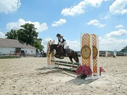 Pony klisna do sportu