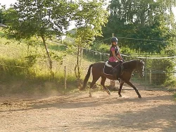 Pony klisna do sportu