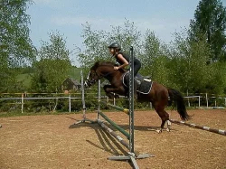 Pony klisna do sportu