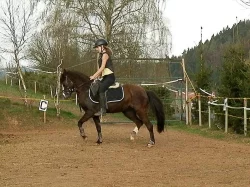 Pony klisna do sportu