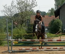 Pony klisna do sportu