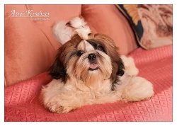 Shih Tzu štěňátka (shi-tzu,si-cu,si-tzu)