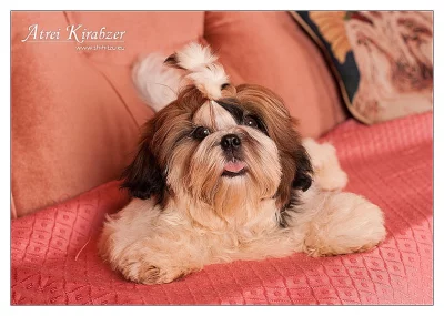 Shih Tzu štěňátka (shi-tzu,si-cu,si-tzu)