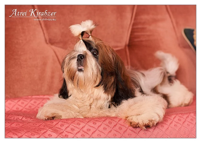 Shih Tzu štěňátka (shi-tzu,si-cu,si-tzu)