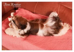 Shih Tzu štěňátka (shi-tzu,si-cu,si-tzu)