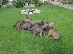 ŠTEŇATÁ FILA BRASILEIRO - 100% ČISTOKRVNÉ