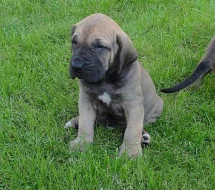 ŠTEŇATÁ FILA BRASILEIRO - 100% ČISTOKRVNÉ