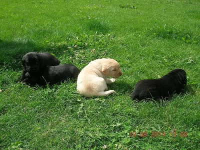 Štěnátka labradora