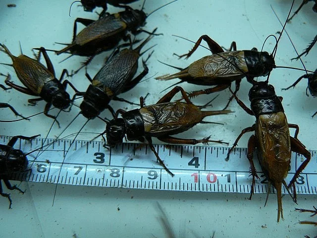 Kvalitní krmný hmyz - TERINS®