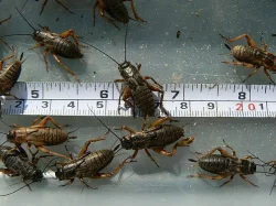 Kvalitní krmný hmyz - TERINS®