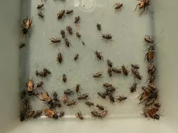 Kvalitní krmný hmyz - TERINS®