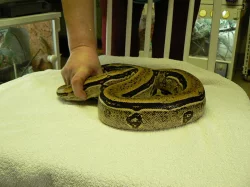 Kvalitní krmný hmyz - TERINS®