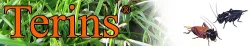 Kvalitní krmný hmyz - TERINS®