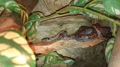 Prodám korálovku mexickou