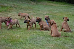 Rhodeský Ridgeback štěňata s PP