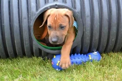 Rhodeský Ridgeback štěňata s PP