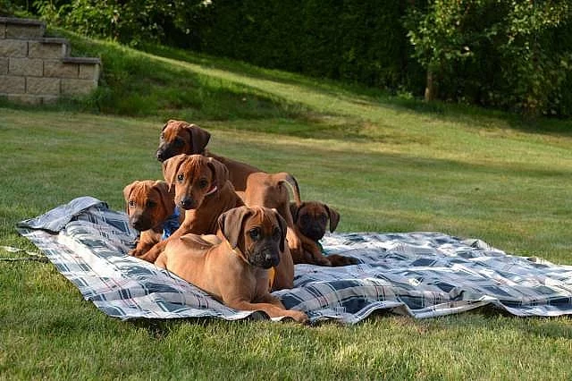 Rhodeský Ridgeback štěňata s PP