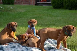 Rhodeský Ridgeback štěňata s PP