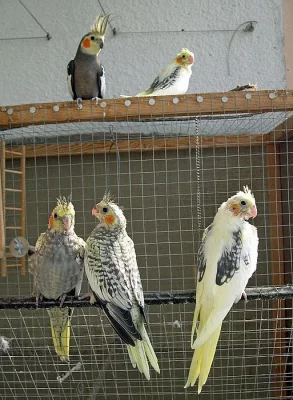 čtyři malé korely