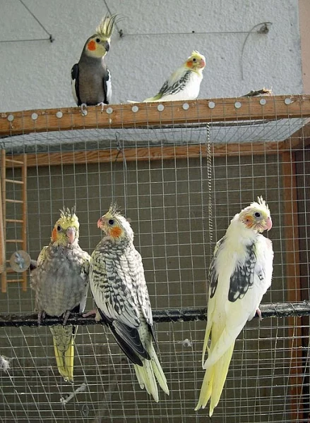 čtyři malé korely