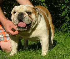 Anglický buldok štěňata/ English bulldog puppies