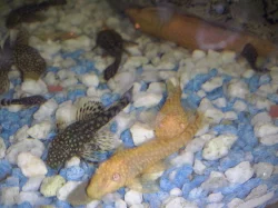 Prodám 24 kusů ANCISTRUS MNOHOOSTNÝHO.