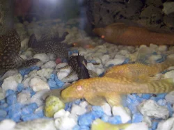 Prodám 24 kusů ANCISTRUS MNOHOOSTNÝHO.