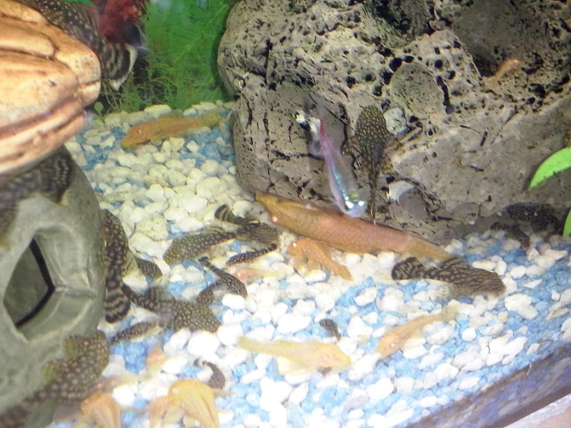 Prodám 24 kusů ANCISTRUS MNOHOOSTNÝHO.