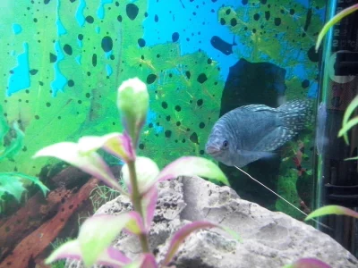 Prodám Čichavce modrého samičku nebo samečka