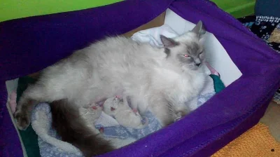Kotě Ragdoll