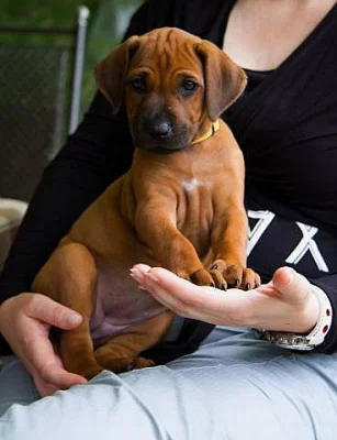 Rhodéský ridgeback - štěňátka s PP