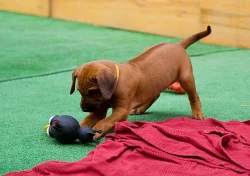 Rhodéský ridgeback - štěňátka s PP