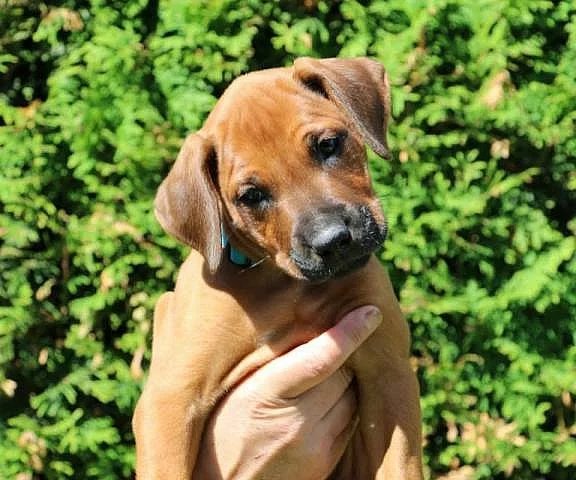 Rhodéský ridgeback - štěňátka s PP