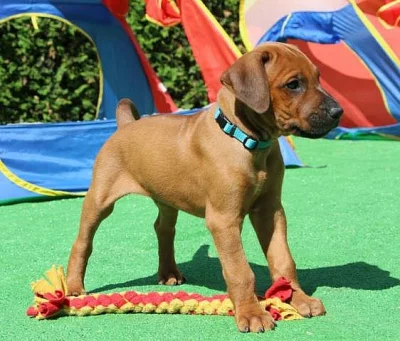 Rhodéský ridgeback - štěňátka s PP