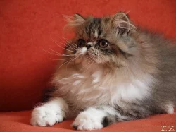 Perská koťata s PP.