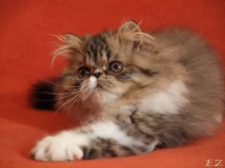 Perská koťata s PP.