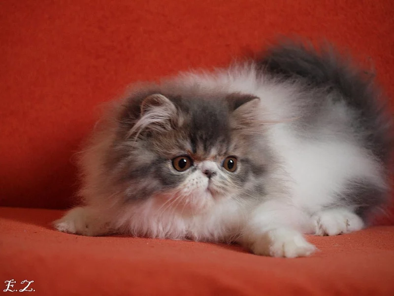 Perská koťata s PP.